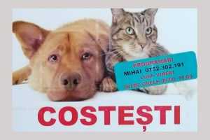COSTEȘTI. Sterilizări gratuite pentru câini și pisici în data de 16 iulie 27 sterilizari la Costești