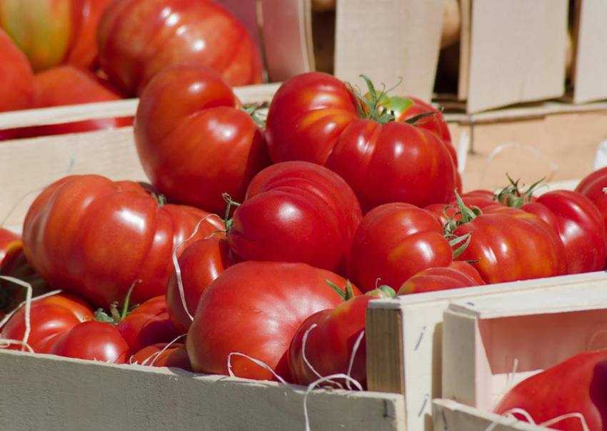 rosii generic Sursă foto: Facebook Ministerul Agriculturii