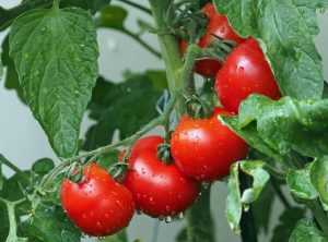 Fonduri importante pentru beneficiarii programului de tomate în spații protejate 27 Sursă foto: Facebook MADR.