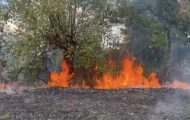 incendiu de vegetație