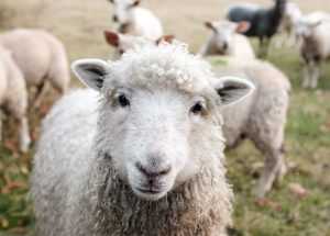 sam carter ghoiyov2tsq unsplash e1613546969384 - ANSVSA anunță că 17 focare de pesta rumegătoarelor mici au fost stinse