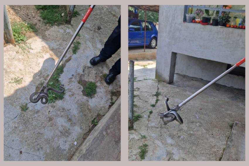 șarpe casa Bascov șarpe casa Bascov