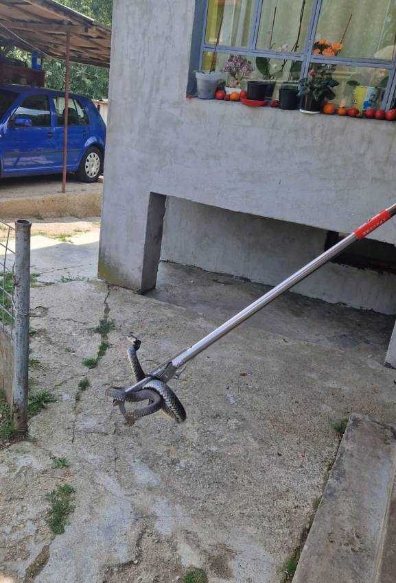 La Bascov! Intervenție a jandarmilor pentru evacuarea unui șarpe dintr-o locuință! 1 șarpe casa Bascov