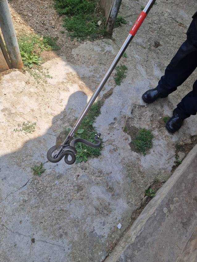 La Bascov! Intervenție a jandarmilor pentru evacuarea unui șarpe dintr-o locuință! 2 șarpe casa Bascov