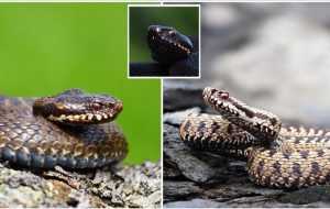 Ce să faci dacă te întâlnești cu vipera pe munte. Recomandările salvamontiștilor 1 449257551 791009316494256 5471521462544240188 n - Ce să faci dacă te întâlnești cu vipera pe munte. Recomandările salvamontiștilor