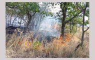incendiu vegetatie Argeș