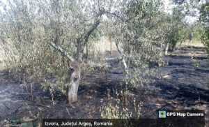 853dc648 8bee 4399 ab97 57316cc01ca6 - Vremea a făcut ravagii în Argeș: copaci căzuți, trafic îngreunat