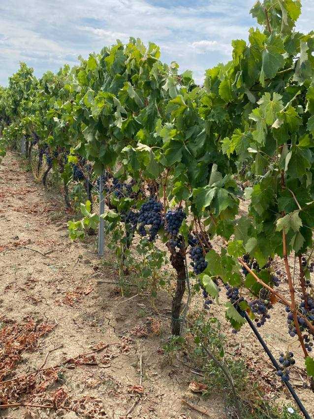 La Marcea! Zilele porților deschise, la cules de struguri de masă! 3 crama vie Marcea