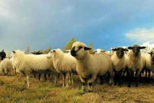 Scădere semnificativă a focarelor de Pesta Rumegătoarelor Mici în România 18 2357501oi - Scădere semnificativă a focarelor de Pesta Rumegătoarelor Mici în România