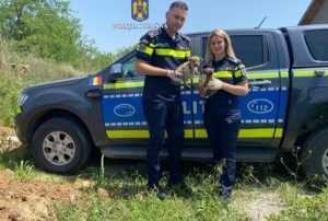 Peste 900 de animale aflate în pericol, salvate în primele șapte luni ale anului de polițiști! 1 big whatsapp image 2024 08 23 at 16.36.36 1 - Peste 900 de animale aflate în pericol, salvate în primele șapte luni ale anului de polițiști!