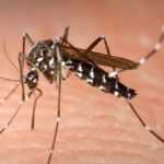 21 de cazuri de infecţie cu virusul West Nile, înregistrate în acest sezon 12 tantar west nile - 21 de cazuri de infecţie cu virusul West Nile, înregistrate în acest sezon