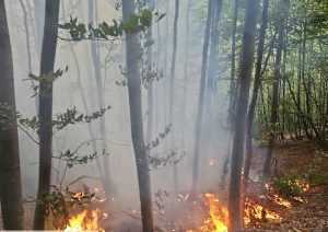 Incendiu puternic într-o pădure din comuna Cicănești 19 e7efab1a 086c 4f7b 92e1 a5339128d7c2 - Incendiu puternic într-o pădure din comuna Cicănești