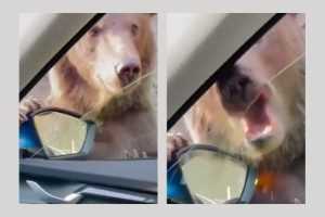 Un nou incident pe Transfăgărășan! Un urs a atacat o mașină, mușcând geamul acesteia 11 urs masina Transfăgărășan