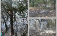 incendiu langa padure Coșești