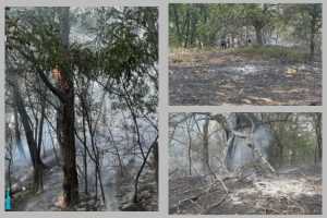 incendiu langa padure Coșești