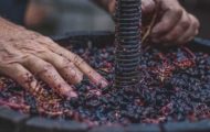 fermentarea-vinului