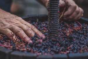 fermentarea vinului - Atenție la mustul aflat în proces de fermentare: pericol de intoxicare!