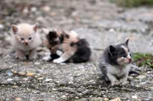 ODAmaD00NDAmaGFzaD0yN2NmZGRiODA1MTZiOWZjZjRlNDlkMWFmZWI1OWViMg.thumb - Bărbat amendat cu 12.000 de lei, după ce a abandonat mai mulţi pui de pisică