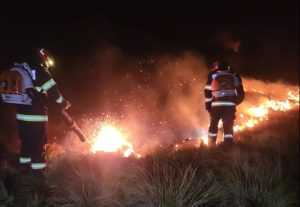 cats - Val de incendii de vegetație în România! Peste 2.000 de hectare distruse de flăcări în doar 24 de ore