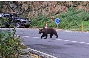 Incident în timpul capturării unui urs pe Transfăgărășan! Cu un copil în brațe, un bărbat s-a oprit să facă poze cu animalul sălbatic 29 cats - Incident în timpul capturării unui urs pe Transfăgărășan! Cu un copil în brațe, un bărbat s-a oprit să facă poze cu animalul sălbatic