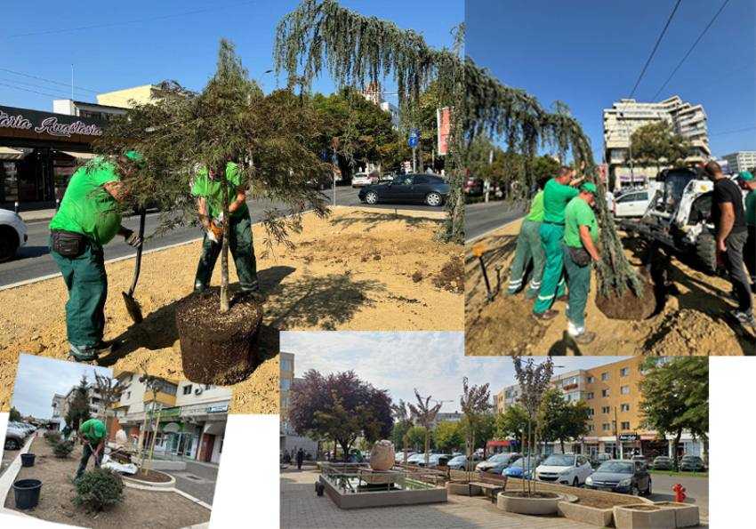 plantari arbpori sui arbusti 1 Sursă foto: FB Primăria Municipiului Pitești.