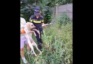 1726387389big 5 - Peste 100 de animale aflate în pericol, salvate de polițiști în august