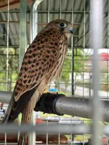 0f74be18 517f 42e0 8b5c c229857a52e0 - Percheziție la locuința lui Nuțu Cămătaru. Polițiștii căutau un cal de rasă, însă au avut parte de o surpriză