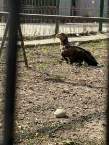 69b75185 2ddd 4ba5 bc54 1c165d0be773 - Percheziție la locuința lui Nuțu Cămătaru. Polițiștii căutau un cal de rasă, însă au avut parte de o surpriză