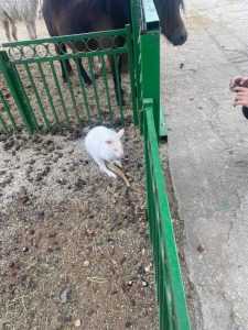 78bb60c3 ee3e 4a2c 87f5 c18d65f33368 - Percheziție la locuința lui Nuțu Cămătaru. Polițiștii căutau un cal de rasă, însă au avut parte de o surpriză