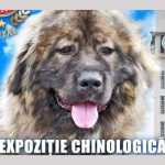 Expoziție chinologică