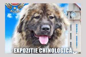 Expoziție chinologică multirasă la Costești 14 Expoziție chinologică