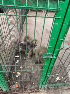 a9bbf074 f9e0 44d3 b419 63419ecfff3c - Percheziție la locuința lui Nuțu Cămătaru. Polițiștii căutau un cal de rasă, însă au avut parte de o surpriză