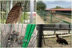 page - Percheziție la locuința lui Nuțu Cămătaru. Polițiștii căutau un cal de rasă, însă au avut parte de o surpriză