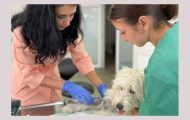 sterilizari Bradu