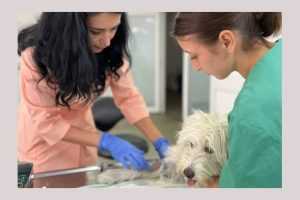 Bradu. 8 octombrie campanie gratuită de sterilizare a câinilor și a pisicilor, la Geamăna 1 sterilizari Bradu