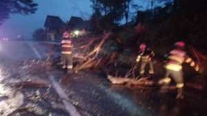 Atenție, șoferi! Copac căzut pe carosabil în Valea Mare Pravăț 1 0fdc2c78 8a85 4fb3 b82a 2c99211b2ec6 - Atenție, șoferi! Copac căzut pe carosabil în Valea Mare Pravăț