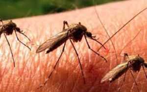 descarcare - Încă 3 oameni au murit din cauza infecției cu virusul West Nile. 13 decese în total