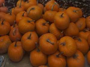 a3a22dcf 931b 4e65 9eb3 24e0bf8ae774 - Dovleci cu suflet pentru o faptă bună! Sâmbătă, la Argeș Mall!