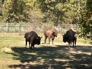 Sursă foto: Primăria MUnicipiului Pitești.
