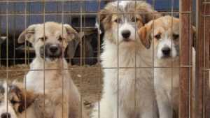 Asociația pentru Protecția Animalelor, amendată cu 12.000 de lei de DSV 1 căței adăpost