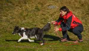 e0db99b0 6c8d 49a8 a961 bfc78dc8c562 - Cei mai inteligenți și curajoși câini din România, în tabără de pregătire în Argeș