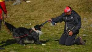 e1976eae f13b 48f8 9a30 4aa61325d60d - Cei mai inteligenți și curajoși câini din România, în tabără de pregătire în Argeș