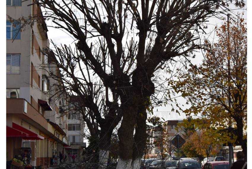 Sursă foto: FB Primăria Orașului Mioveni.