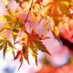 vremea toamna 860x484 1 - Cum va fi vremea mâine