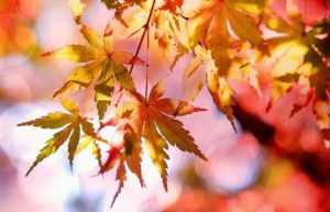 vremea toamna 860x484 1 - Cum va fi vremea mâine