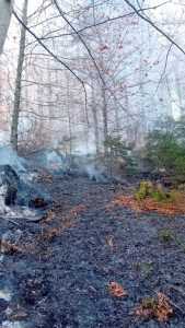f3e94d66 dfe1 4b78 9692 fa04e9fd42e2 - (VIDEO) Incendiu într-o pădure din comuna Rucăr