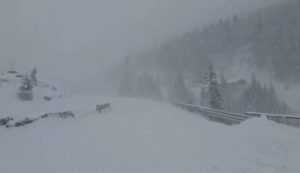 (Video) Zăpadă și vânt puternic pe Transfăgărășan! Recomandările salvamontiștilor 1 zapada pe Transfagarasan