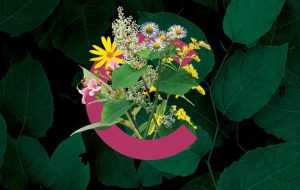 invazive - Pericolul ascuns din grădini: plantele străine invazive și impactul lor asupra naturii