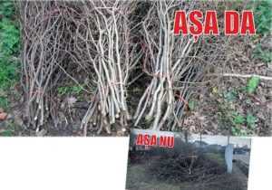 Sursă foto: FB Primăria Orașului Mioveni.