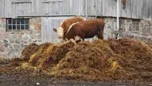 albesti gunoi grajd - Platformă dedicată preluării gunoiului de grajd la Albeștii de Argeș